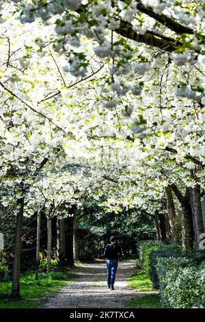 Le Havre (north western France): cherry trees in bloom Stock Photo