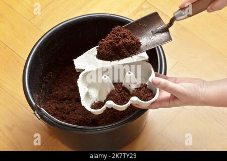 Step by step instruction for inexpensively growing tomato plants from seeds on a windowsill: 1. fill egg carton with soil to use as sowing container. Stock Photo