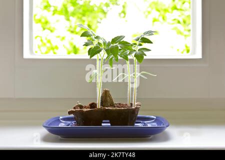 Step by step instruction for inexpensively growing tomato plants from seeds on a windowsill: 7. remove cover when the young plants grow to big. Stock Photo