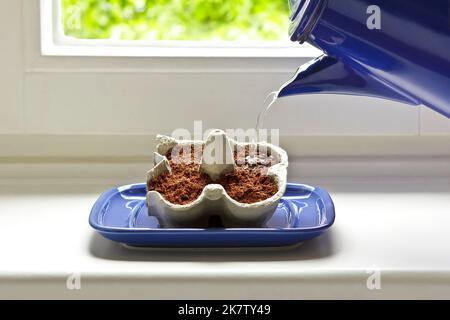 Step by step instruction for inexpensively growing tomato plants from seeds on a windowsill: 4. place egg carton on tray and water till soil is moist. Stock Photo