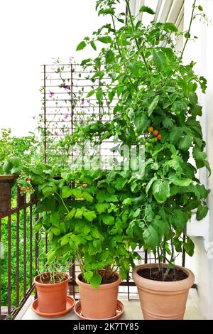 Step by step instruction for growing tomatoes on balconies or patios: 12. plants with ripe tomatoes and raspberries in big pots on a city balcony. Stock Photo