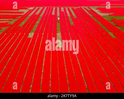 Narsingdi, Dhaka, Bangladesh. 19th Oct, 2022. Hundreds of meters of bright red fabrics are laid out in neat rows across a field in Narsingdi, Bangladesh. Known as ''Lal Shalu'' to the locals, the long red cloths are set out to dry under the hot sun, having been dyed with bright red colour. The use of sunlight to dry out the fabrics reduces production costs as it is cheaper and more sustainable. The eco-friendly drying method spans across an area equal to 5 football fields and takes up to 6 hours to complete after being placed by workers at sunrise. Credit: ZUMA Press, Inc./Alamy Live News Stock Photo