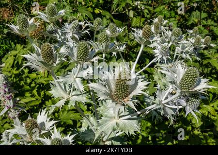 Close up of sea holly perennial thistle eryngium flower flowers growing in a garden border in summer England UK United Kingdom GB Great Britain Stock Photo