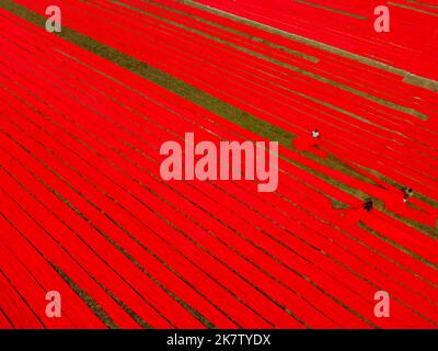 Narsingdi, Dhaka, Bangladesh. 19th Oct, 2022. Hundreds of meters of bright red fabrics are laid out in neat rows across a field in Narsingdi, Bangladesh. Known as ''Lal Shalu'' to the locals, the long red cloths are set out to dry under the hot sun, having been dyed with bright red colour. The use of sunlight to dry out the fabrics reduces production costs as it is cheaper and more sustainable. The eco-friendly drying method spans across an area equal to 5 football fields and takes up to 6 hours to complete after being placed by workers at sunrise. Credit: ZUMA Press, Inc./Alamy Live News Stock Photo