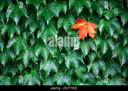 Closeup nature view of green creative layout made of single orange maple leaf in green leaves wall. Copyspace make using as natural green plants and ecology backdrop. Autumn nature background Stock Photo