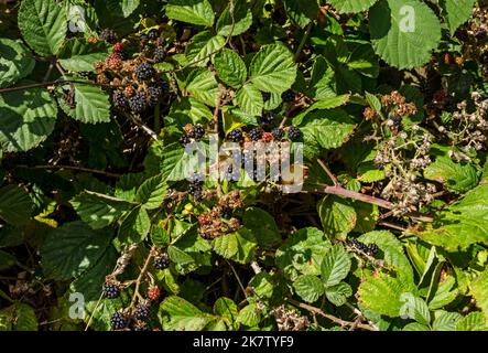 Close up of wild blackberries berries brambles blackberry growing in a countryside hedgerow in autumn England UK United Kingdom GB Great Britain Stock Photo