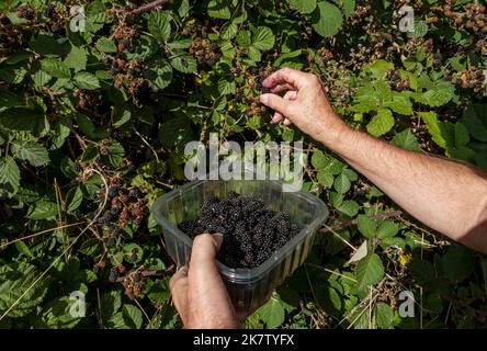 Close up of man person picking wild blackberry blackberries brambles growing in a countryside hedgerow in autumn England UK United Kingdom GB Britain Stock Photo