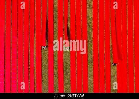 Narsingdi, Dhaka, Bangladesh. 19th Oct, 2022. Hundreds of meters of bright red fabrics are laid out in neat rows across a field in Narsingdi, Bangladesh. Known as ''Lal Shalu'' to the locals, the long red cloths are set out to dry under the hot sun, having been dyed with bright red colour. The use of sunlight to dry out the fabrics reduces production costs as it is cheaper and more sustainable. The eco-friendly drying method spans across an area equal to 5 football fields and takes up to 6 hours to complete after being placed by workers at sunrise. Credit: ZUMA Press, Inc./Alamy Live News Stock Photo