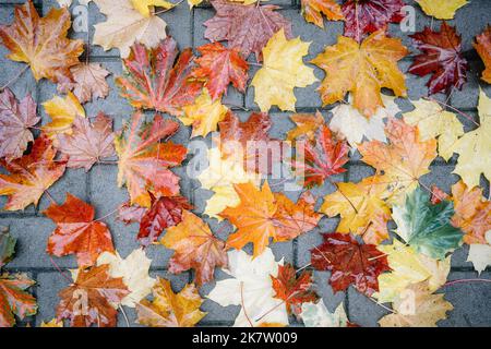 Wet orange leaves texture closeup. Autumn yellow maple folliage over wet paving stones . Nature season background Stock Photo