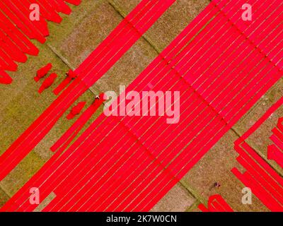 Narsingdi, Dhaka, Bangladesh. 19th Oct, 2022. Hundreds of meters of bright red fabrics are laid out in neat rows across a field in Narsingdi, Bangladesh. Known as ''Lal Shalu'' to the locals, the long red cloths are set out to dry under the hot sun, having been dyed with bright red colour. The use of sunlight to dry out the fabrics reduces production costs as it is cheaper and more sustainable. The eco-friendly drying method spans across an area equal to 5 football fields and takes up to 6 hours to complete after being placed by workers at sunrise. Credit: ZUMA Press, Inc./Alamy Live News Stock Photo