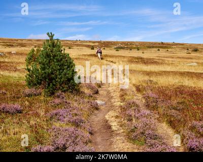 Hike through moors on a slope of the 'Mont Lozere” peak. Man viewed from behind with a backpack walking on a path, the GR70 Stevenson hiking trail Stock Photo