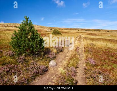 Hike through moors on a slope of the 'Mont Lozere” peak Stock Photo