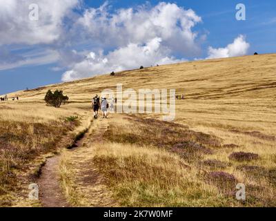 Hike through moors on a slope of the 'Mont Lozere” peak. Tourists with backpacks viewed from behind walking on a path, the GR70 Stevenson hiking trail Stock Photo