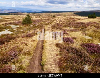Hike through moors on a slope of the 'Mont Lozere” peak Stock Photo