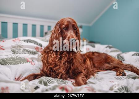 Irish Setter dog puppy under white warm blanket on a bed at home.Pet in hotel room. Pet friendly hotel. Travel with pet.  Stock Photo