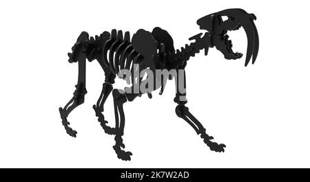 Genus Smilodon 3D rendering of a Smilodon skeleton or saber toothed tiger a genus of ...