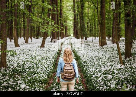 Woman with backpack hiking on footpath in forest. Flowering wild garlic in woodland at spring season. Adventure journey in nature Stock Photo