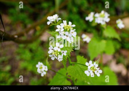 Delicate small white flowers of Lunaria rediviva plant, commonly known as perennial honesty in a sunny spring garden, beautiful outdoor floral backgro Stock Photo