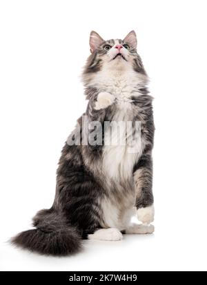 Norwegian Forest cat in front of white background Stock Photo