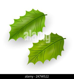 Green holly leaves isolated on white background. Christmas holly. Foliage of a plant, tree, bush. Vector illustration. Stock Vector