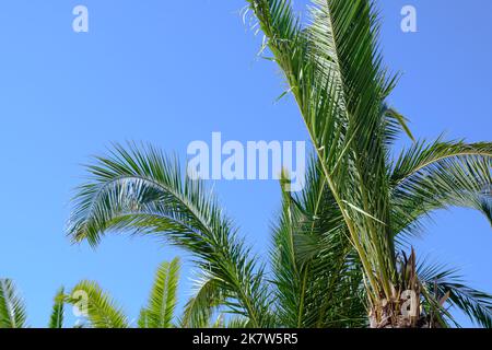 Palm tree branches on a solid blue sky summer scene Stock Photo