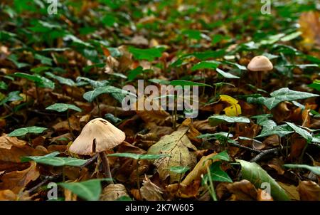 Rivington. UK. 19 October 2022.  Rivington reservoir. Mushrooms amongst the Ivy on the forest floor. Stock Photo