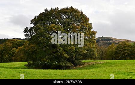 Rivington. UK. 19 October 2022.  Rivington reservoir. A large tree stands on it's own, with Rivington Pike in the background. Stock Photo
