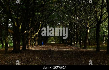 Rivington. UK. 19 October 2022.  Rivington reservoir. A man walks his dog through an avenue of trees with shards of light coming through. Stock Photo