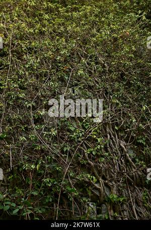 Rivington. UK. 19 October 2022.  Rivington reservoir. Large ivy roots grow up the walls of Liverpool castle. Liverpool Castle stands on the shores of the lower Rivington reservoir and is a scaled replica of the original, which no longer exists. Stock Photo