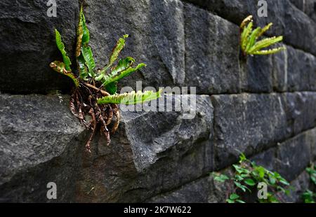 Rivington. UK. 19 October 2022.  Rivington reservoir. Ferns grow out of the walls of Liverpool castle. Liverpool Castle stands on the shores of the lower Rivington reservoir and is a scaled replica of the original, which no longer exists. Stock Photo