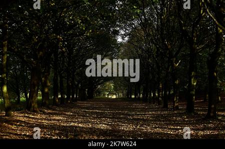 Rivington. UK. 19 October 2022.  Rivington reservoir. A sunlit avenue of trees. Stock Photo