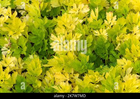 Celery 'Loretta' (apium graveolens var dulce) leaves background growing in a market garden which is a vegetable crop plant used as an ingredient in co Stock Photo