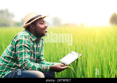 African farmer sat smiling happily at the produce from his rice farm and using tablet for research leaves of rice in organic farm field.Agriculture or Stock Photo