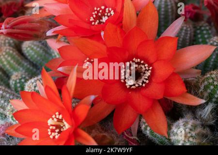 Vibrant red flowers on cactus close up, flowering cactus in summer Stock Photo