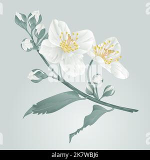 Twig jasmine flower and buds vintage blue background vector illustration Stock Vector
