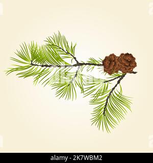 Conifer Branch Pine  with pine cones vector Stock Vector