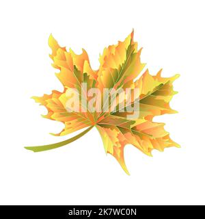Maple leaf acer platanoides Drummondii vector illustration Stock Vector ...