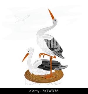 Storks on nest  wading birds vector illustration Stock Vector