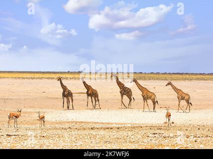 a sprinbok in Etosha National Park Namibia Stock Photo - Alamy