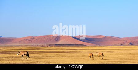 An adult Gemsbok Oryx and two young calf walkk across the dry empty landscape with red sand dunes in the background, against a bright blue clear sky Stock Photo