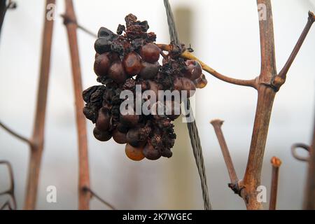 Close-up of a bunch of grapes left on the vine during winter. Stock Photo