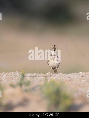 A beautiful Crested lark (Galerida cristata) standing on the ground in a desert environment in Dubai, United Arab Emirates. Stock Photo