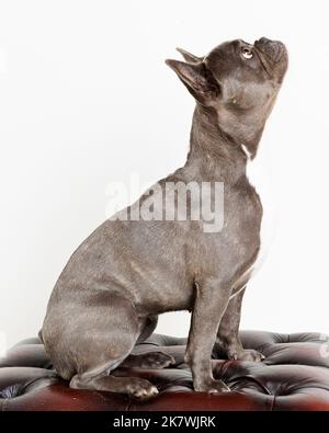 Picture of a Blue French Bulldog in a Professional Studio Environment Stock Photo