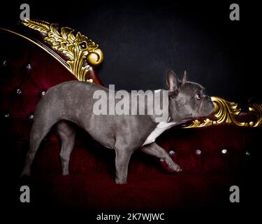 Picture of a Blue French Bulldog in a Professional Studio Environment Stock Photo