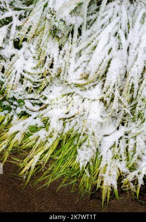 Abstract Black Ornamental Grass Leaves Texture Background Stock Photo ...