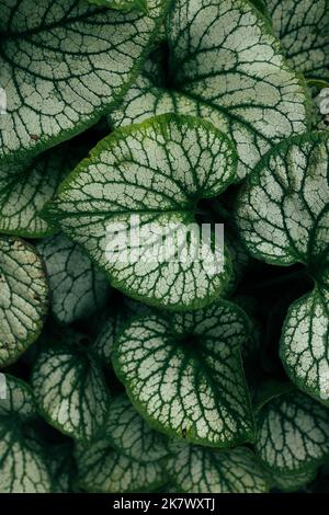 Abstract green leaf texture. Brunnera macrophylla wallpaper, plant with ...