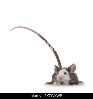 Cute young blue Hereford mouse, standing facing front. Tail fierce up in air. Looking away from camera. Isolated on a white background. Stock Photo