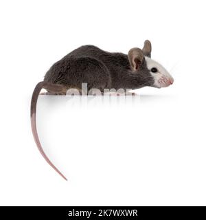 Cute young blue Hereford mouse, standing side ways. Tail hanging down from edge. Looking side ways away from camera. Isolated on a white background. Stock Photo