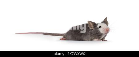 Cute young blue Hereford mouse, standing side ways. Looking away from camera. Isolated on a white background. Stock Photo