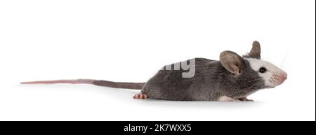 Cute young blue Hereford mouse, standing side ways. Looking away from camera. Isolated on a white background. Stock Photo